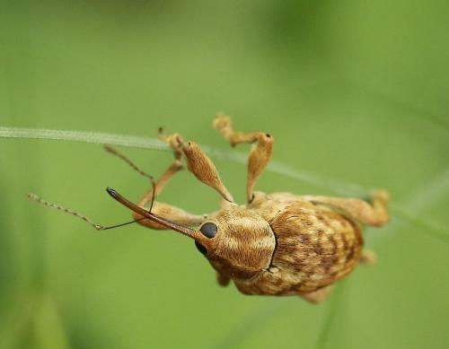 Réf. 223 646 : Curculio pellitus